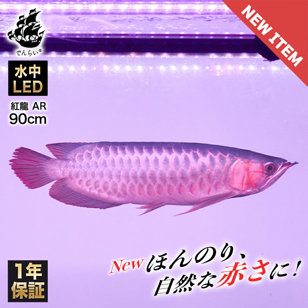 紅龍 アロワナ ライト 水中 スーパーレッド LED 水中照明 レッドアロワナ 水槽ライト テンニングライト 大型水槽 錦鯉 色揚げ 広範囲 アジアアロワナ 赤く 紅 ワイルド 明るい 光量 長い 細い 大型 鱗 体色 綺麗 調光 強調 色彩 スリム 修理 保証 水槽 強化ガラス arowana