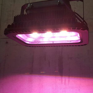 楽天市場 最大 00円off 史上最強フルパワ アロワナライト Led 上部ライト 上部照明 紅龍用 金龍用 2種類 水中照明 水中蛍光灯 アクアリウム 熱帯魚 アジアアロワナ アロワナ水中ledライト Ar Max 送料無料 でんらい 楽天市場 最大 00円off 史上最強フルパワ アロワナライト Led 上部ライト 上部照明 紅龍用 金龍用 2種類 水中照明 水中蛍光灯 アクアリウム 熱帯魚 アジアアロワナ アロワナ水中ledライト Ar Max 送料無料 でんらい