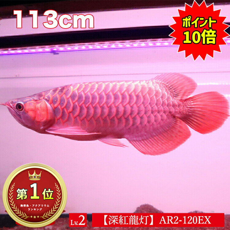 【エントリー★全品ポイント10倍】 アロワナ ライト 紅龍 120cm水槽用 深紅龍灯 スーパーレッド 赤い 赤色 レッド LED 2列 水中 照明 水中蛍光灯 大型 大きい 長い 細い 省スペース アクアリウム 熱帯魚 アジアアロワナ ディスカス でんらい アジアアロワナ コウリュウ レのサムネイル