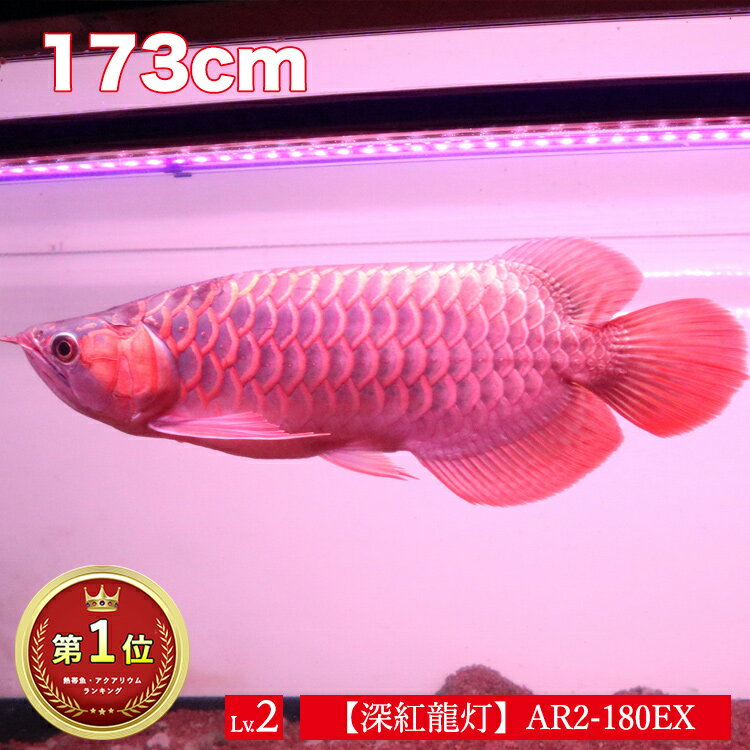  饤 ζ 180cm ζ ֤ ֿ å LED 2   ָ 緿 礭 Ĺ ٤ ʥڡ ꥦ Ǯӵ  ǥ Ǥ餤  ѡå 奦 åɥ Ȥ