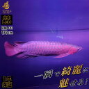 アロワナ ライト 紅龍 180cm水槽用 深紅龍灯 赤い 赤色 レッド LED 2列 水中 照明 水中蛍光灯 大型 大きい 長い 細い 省スペース アクアリウム 熱帯魚 アジアアロワナ ディスカス でんらい アジアアロワナ スーパーレッド コウリュウ レッドアロワナ 色揚げ