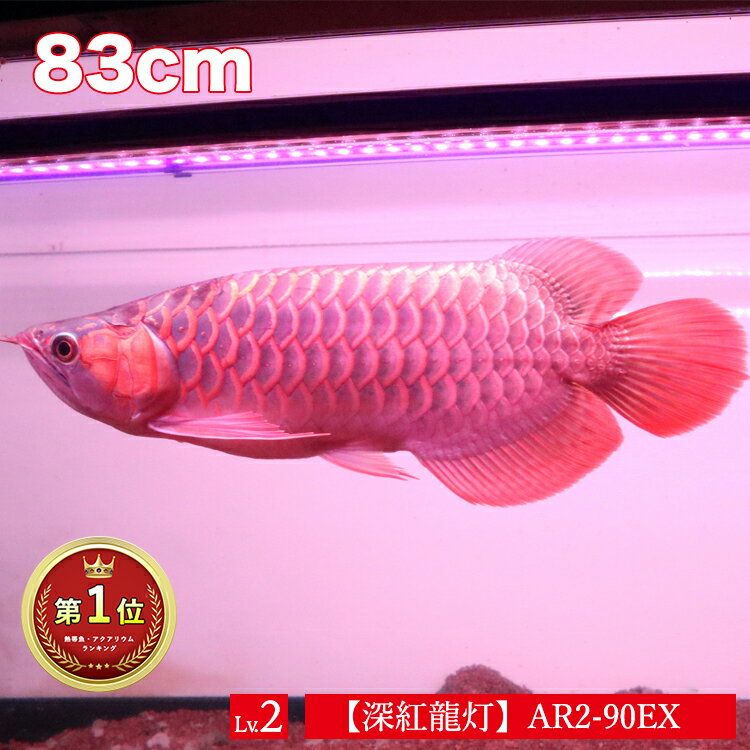 アロワナ ライト 紅龍 90cm水槽用 深紅龍灯 赤い 赤色 レッド LED 2列 水中 照明 水中蛍光灯 大型 大きい 長い 細い 省スペース アクアリウム 熱帯魚 アジアアロワナ ディスカス でんらい アジアアロワナ スーパーレッド コウリュウ レッドアロワナ 色揚げ