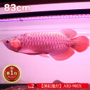 アロワナ ライト 紅龍 90cm水槽用 深紅龍灯 赤い 赤色 レッド LED 2列 水中 照明 水中蛍光灯 大型 大きい 長い 細い 省スペース アクア..