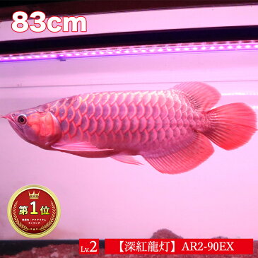 【最大35%OFF★限定SALE】アロワナ ライト 紅龍 90cm水槽用 深紅龍灯 赤い 赤色 レッド LED 2列 水中 照明 水中蛍光灯 大型 大きい 長い 細い 省スペース アクアリウム 熱帯魚 アジアアロワナ ディスカス でんらい アジアアロワナ スーパーレッド コウリュウ レッドアロワ