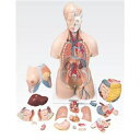 その他 トルソ人体模型／人体解剖模型 【20分解】 J-112-0【代引不可】 ds-1877918