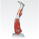その他 新型・下肢模型／人体解剖模型 【9分解】 J-114-7【代引不可】 ds-1877930