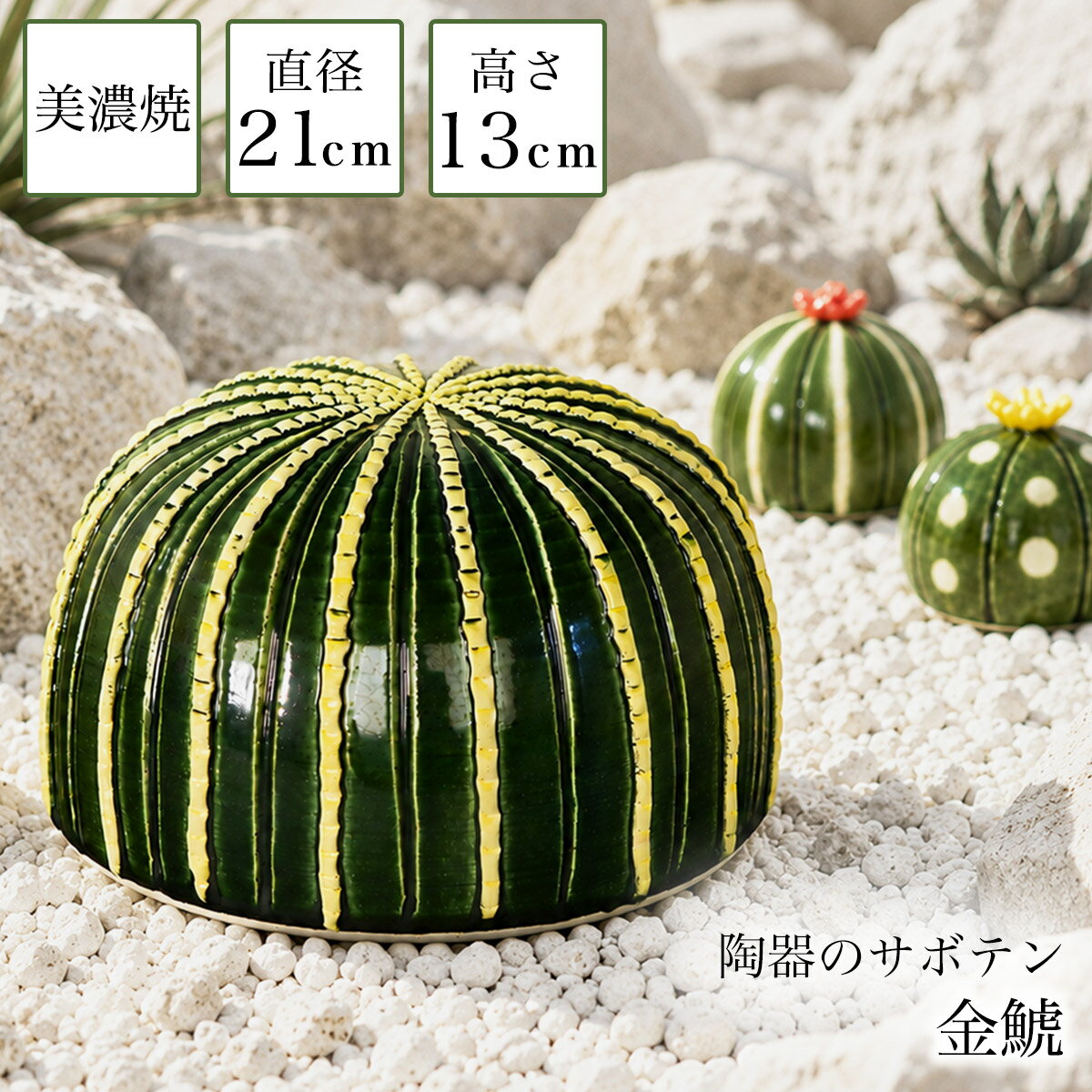 楽天市場】サボテン 金鯱の通販
