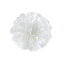 ڥ᡼ء̵ۡ20CM PAPER POM-POM WHITE / ̲ʡѡƥ֥饤롡ڡѡݥݥ󡡱СŹ