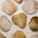 ビーハイブコースター BEEHIVE COASTER amabro アマブロ 天然石 サンゴ 珊瑚 化石 【メール便対応】