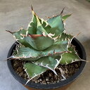 agave titanota fo76/アガベ チタノタ fo76 【子株1つ付き】【観葉植物】【多肉植物】【インテリア】【美株】【鉢込み発送】【発根済み】
