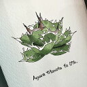 agave titanota fo 076 / アガベ チタノタ fo 076 painting / オリジナル デザイン画【原画】【額入り】 【観葉植物】【多肉植物】【インテリア】 1