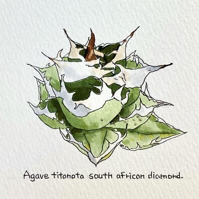 agave titanota south african diamond painting/AKx `^m^ AtJ_Ch IWi fUCyzyzz yϗtAzyAzyCeAz