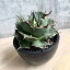 agave titanota fo76/アガベ チタノタ fo76 【観葉植物】【多肉植物】【インテリア】【鉢込み発送】【発根済み】【美株】