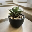 agave titanota panda/アガベ チタノタ パンダ 【観葉植物】【多肉植物】【インテリア】【美株】【鉢込み発送】【発根済み】