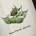 agave titanota painting/アガベ チタノタ ホワイトファイヤー オリジナル デザイン画 