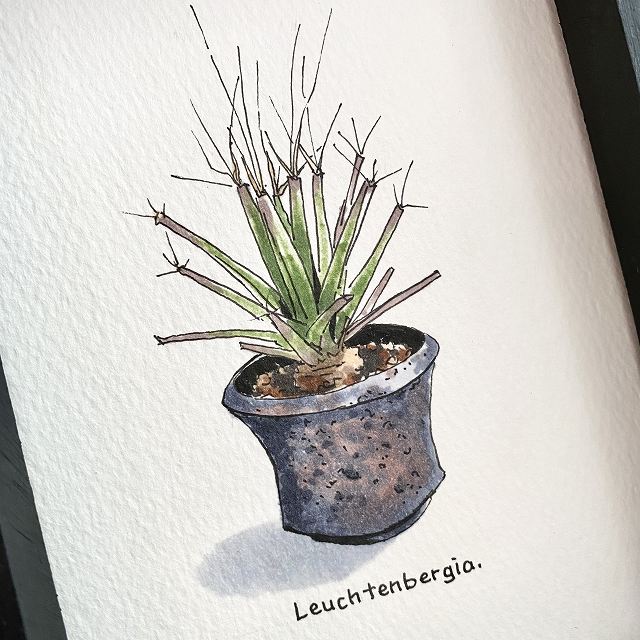 leuchtenbergia painting / ENexMA IWi fUCyzyzz yϗtAzyAzyCeAz