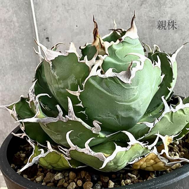 agave titanota white whale 白鯨/アガベ チタノタ ハクゲイ 子株 【2枚目画像から販売子株】【観葉植物】【多肉植物】【インテリア】【ヴィンテージ】【鉢込み発送】【発根済み】のサムネイル