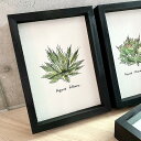 agave filifera / アガベ フィリ フェラ painting / オリジナル デザイン画【原画】【額入り】 【観葉植物】【多肉植物】【インテリア】