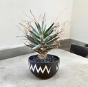 leuchten bergia / レウクテン ベルギア 【観葉植物】【多肉植物】【インテリア】【ヴィンテージ】【鉢込み発送】【発根済み】【大株稀少】【美株】【 鉢 / valiem 】