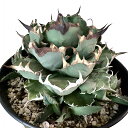 agave titanota AKx `^m^ yq5tzyϗtAzyAzyCeAzyݔzyρzyz