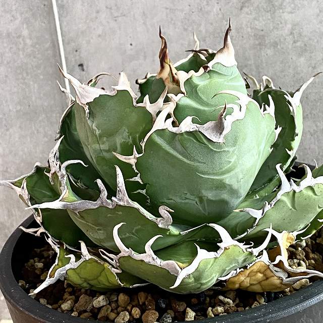 agave titanota white whale 白鯨/アガベ チタノタ ハクゲイ 【観葉植物】【多肉植物】【インテリア】【ヴィンテージ】【鉢込み発送】【発根済み】【大株】【稀少】【美株】のサムネイル