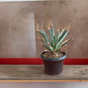 leuchten bergia / レウクテン ベルギア 【観葉植物】【多肉植物】【インテリア】【ヴィンテージ】【鉢込み発送】【発根済み】【美株】