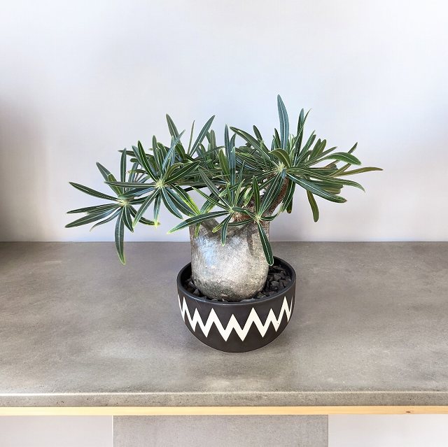 pachypodium graciliusパキポディウム グラキリス【観葉植物】【ヴィンテージ】【鉢/valiem】【インテリア】【鉢込み発送】【発根済み】【塊根植物】