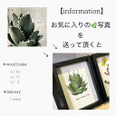 succulents or tuberous plant order painting/A 򍪐A IWi I[_[fUCyagave AKx`^m^zysaboten cactus T{e JN^Xzyzz yϗtAzyAzyIWizyI[_[zyCeAz