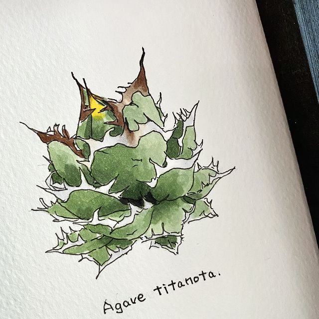 agave titanota painting / アガベ チタノタ オリジナル デザイン画 