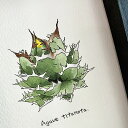 agave titanota painting / アガベ チタノタ オリジナル デザイン画 