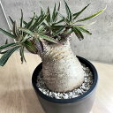 pachypodium graciliuspL|fBE OLX ynzyϗtAzyAzyCeAzyݔzyρzyJb`J`z