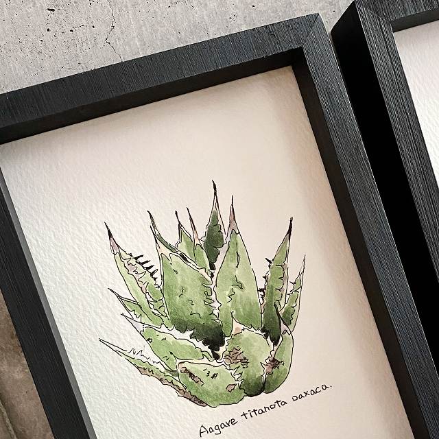 agave titanota oaxaca painting / アガベ チタノタ オアハカ オリジナル デザイン画【原画】【額入り】 【観葉植物】【多肉植物】【インテリア】