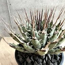 agave utahensis eborispina /アガベ ユタエンシス エボリスピナ 