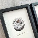 Copiapoa cinerea painting / コピアポア シネレア 黒王丸 オリジナル デザイン 植物画 デザイン画【原画】【額入り】 【観葉植物】【多肉植物】【インテリア】【ハンドメイド】【1点物】