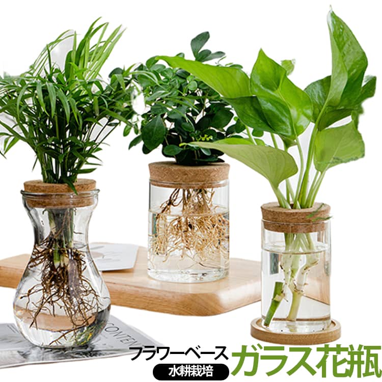 植物が水の中で育っていく美しい過程を楽しめる花器。クリアガラスを採用しており、植物の根や水の状態をしっかり観察できます。土を使わないので、テーブルやキッチンでも汚れを気にせずクリーンに愉しめます。ナチュラルな木製蓋が付属しており、植物をしっかり固定できます。コンパクトなサイズのため、ちょっとしたスペースにも置くことができます。水耕栽培はもちろん、テラリウムやフラワーベース、小型アクアリウムとしても使用可能です。 サイズ F サイズについての説明 A：高さ10cm B：高さ11cm C：高さ9cm 素材 ガラス、木製 色 A B C 備考 ●サイズ詳細等の測り方はスタッフ間で統一、徹底はしておりますが、実寸は商品によって若干の誤差(1cm～3cm )がある場合がございますので、予めご了承ください。 ●製造ロットにより、細部形状の違いや、同色でも色味に多少の誤差が生じます。 ●パッケージは改良のため予告なく仕様を変更する場合があります。 ▼商品の色は、撮影時の光や、お客様のモニターの色具合などにより、実際の商品と異なる場合がございます。あらかじめ、ご了承ください。 ▼生地の特性上、やや匂いが強く感じられるものもございます。数日のご使用や陰干しなどで気になる匂いはほとんど感じられなくなります。 ▼同じ商品でも生産時期により形やサイズ、カラーに多少の誤差が生じる場合もございます。 ▼他店舗でも在庫を共有して販売をしている為、受注後欠品となる場合もございます。予め、ご了承お願い申し上げます。 ▼出荷前に全て検品を行っておりますが、万が一商品に不具合があった場合は、お問い合わせフォームまたはメールよりご連絡頂けます様お願い申し上げます。速やかに対応致しますのでご安心ください。