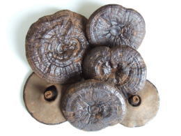 黒芝(黒霊芝)乾燥自然体(原型霊芝) 1kg 黒芝(黒霊芝)乾燥自然体(原型霊芝) 1kg