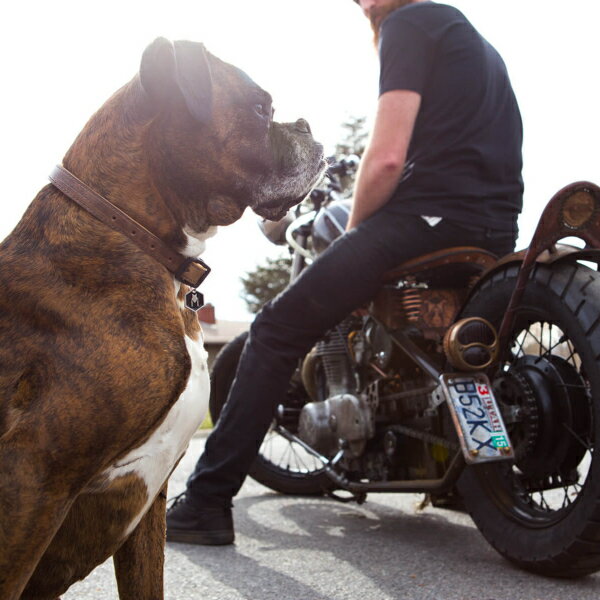 ����ե���� ���㡼�� ������ ���Ӥ��� �� WOLF GANG Dog Collar Charm