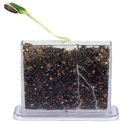 アーテック 身の回りの生物(植物)A