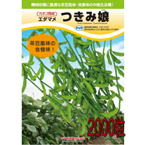 カネコ種苗 枝豆 つきみ娘 2000粒　種子