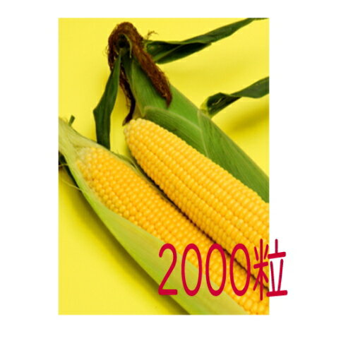 【入荷次第出荷】カネコ種苗　カナディアンロッキー77　コーン　2000粒