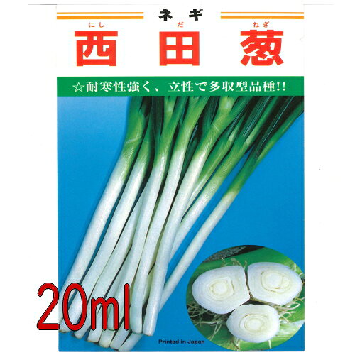 【入荷次第出荷】カネコ種苗　西田葱　20ml