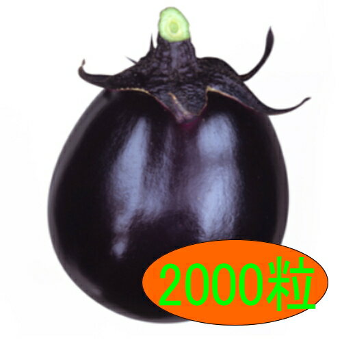 【入荷次第出荷】カネコ種苗　太助大丸　2000粒