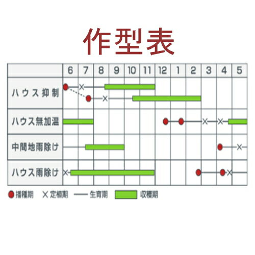 【入荷次第出荷】カネコ種苗　TY秀福　1000粒