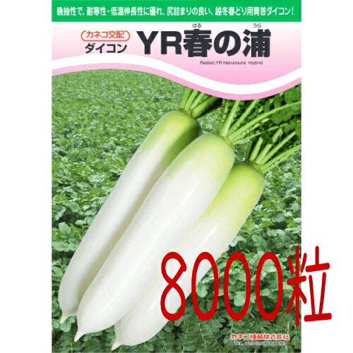 【入荷次第出荷】カネコ種苗　YR春の浦　大根　8000粒