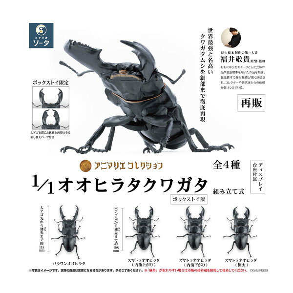 楽天市場】パラワンオオヒラタ（ホビー）の通販