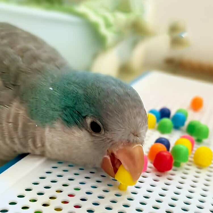 DIMOMO ZAKKAのおもちゃ 鳥 おもちゃ ルリゴシボタンインコ バードトイ ストレス解消 鳥 小鳥 鳥用おもちゃ 鳥用玩具 プラスチック オカメインコ インコ 鳥のおもちゃ ウロコインコ 小型のインコ 鳥 鳥用品 鳥グッズ｜アングル2
