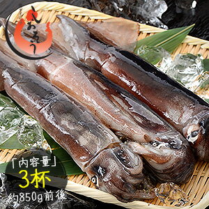 するめいか 3杯 （約850g前後） 日本海産 スルメイカ お試し いか 冷凍 イカ スルメ するめいか 刺身 冷凍イカ 刺し身 お取り寄せ 魚介 国産 海鮮 グルメ