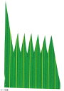 55×37●生バランは黄色の線が等間隔に入っています。