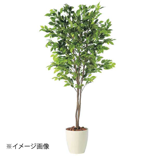 Leafy Plants - SG ベンジャミナ スプラッシュトリプル 90714 1.5m