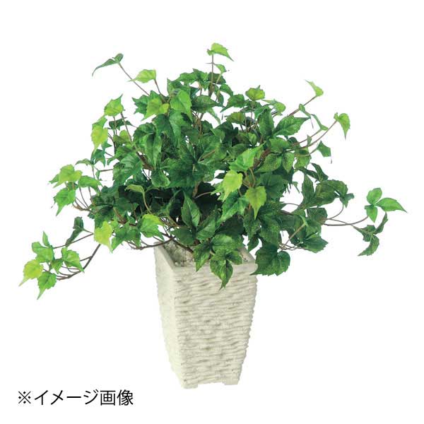 SG シサス R 90803